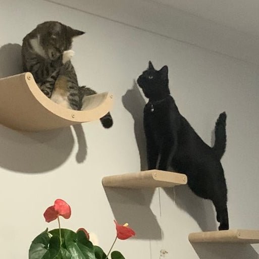 Top 5 Features to Look for in Cat Climbing Shelves for Large Cats - Pryde Pets | prydepets.com