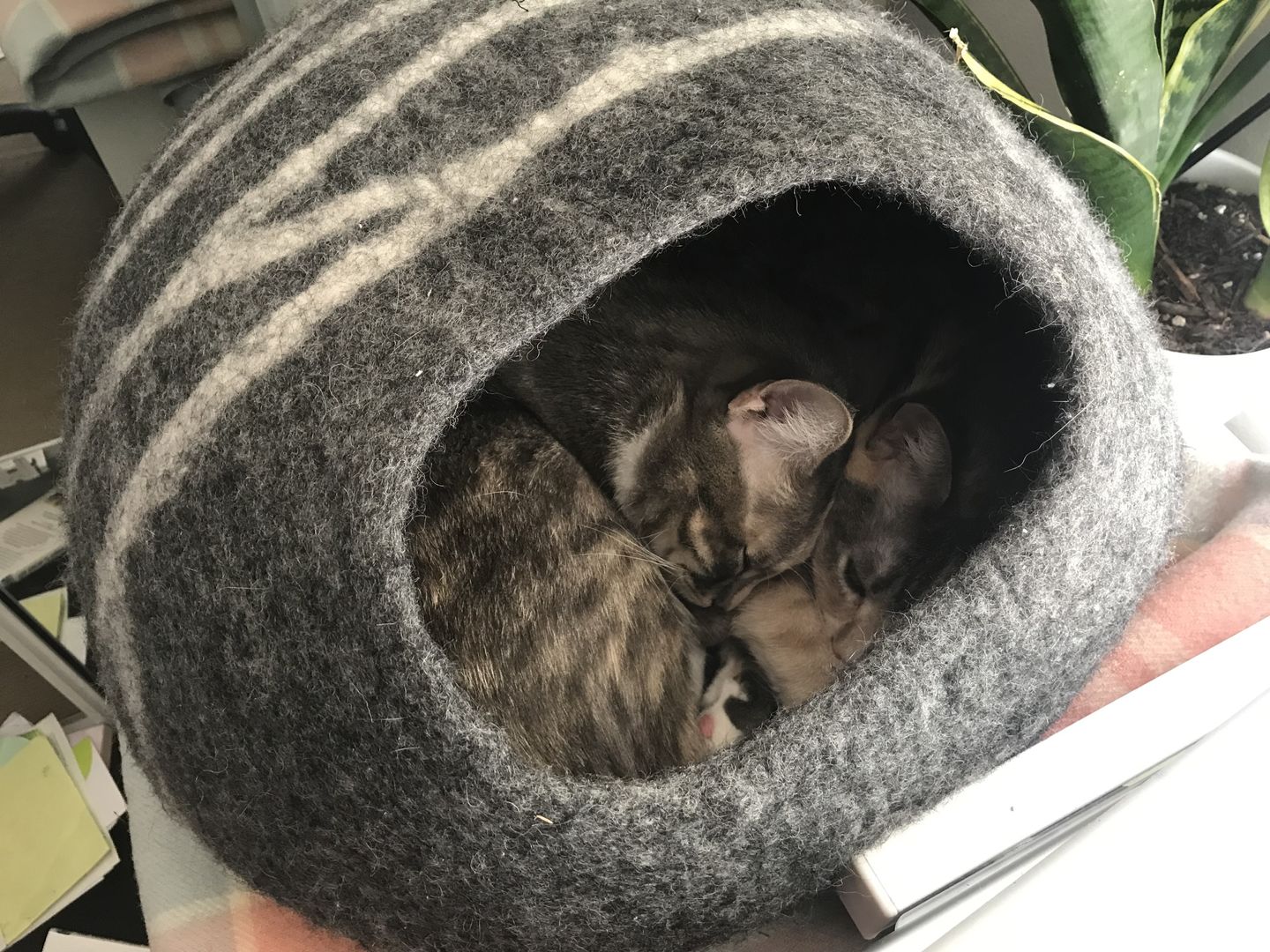 Handmade Felt Cat Cave – Dark Grey Slate - Pryde Pets | prydepets.com