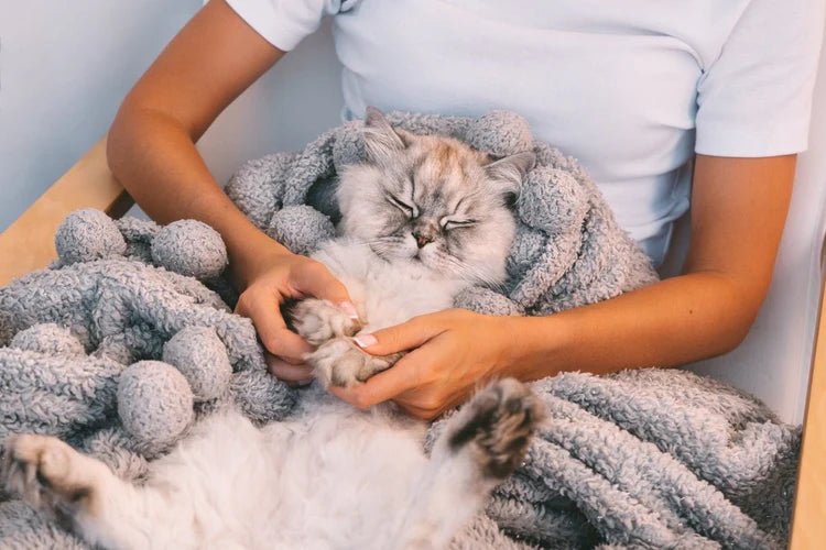 Apologizing to Your Cat: Mending Feline Friendships - Pryde Pets | prydepets.com