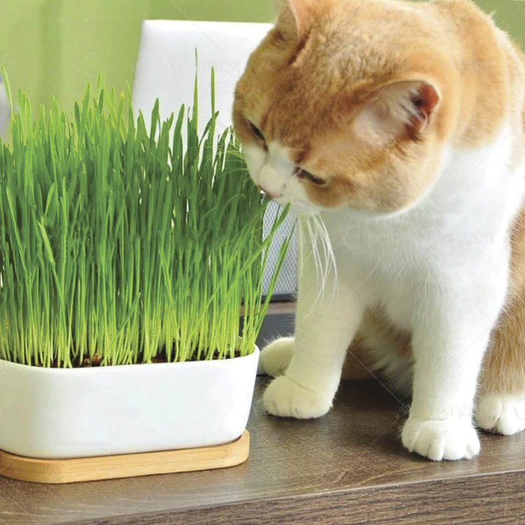 Boost Your Indoor Cat's Spirit: 7 Enriching Ideas - Pryde Pets | prydepets.com