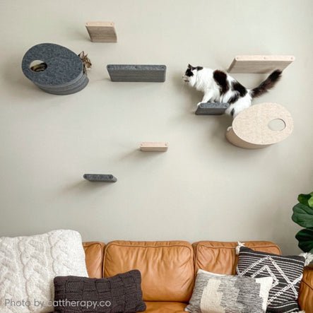 Connecting with the Cat Shelf Lady - Pryde Pets | prydepets.com