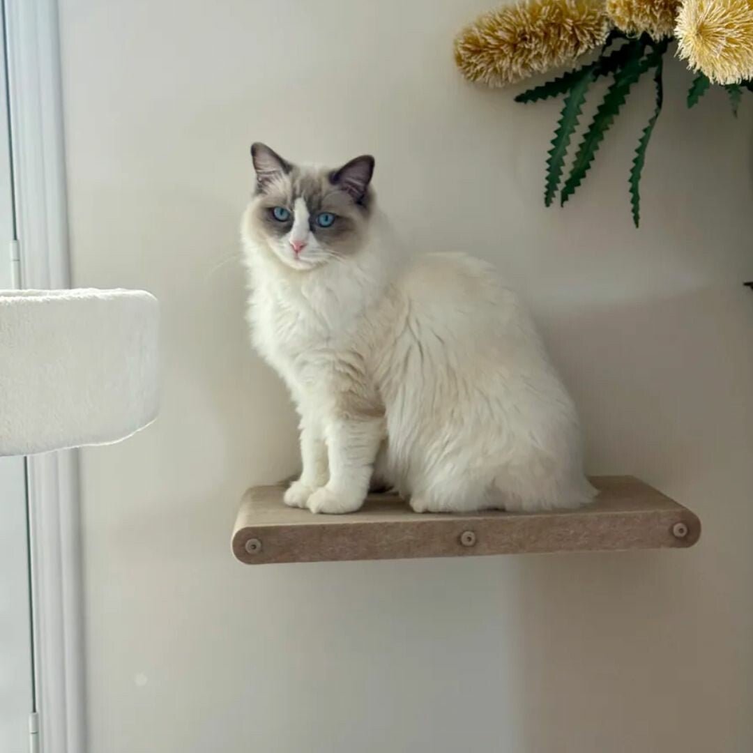 Eco-Friendly Cat Shelves - Pryde Pets | prydepets.com
