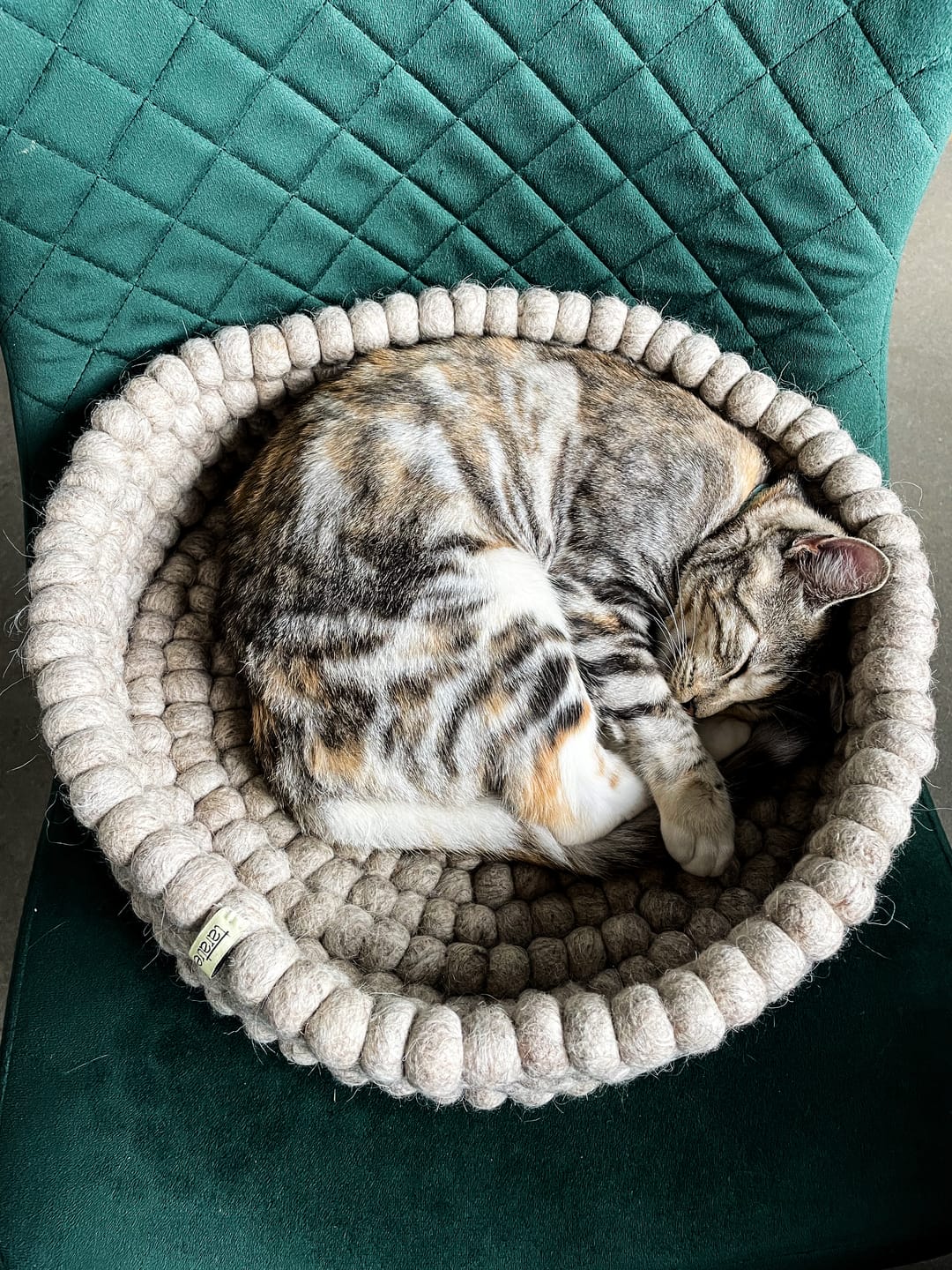 From Meh to Meow: Give Your Cat the Bed of Their Dreams - Pryde Pets | prydepets.com