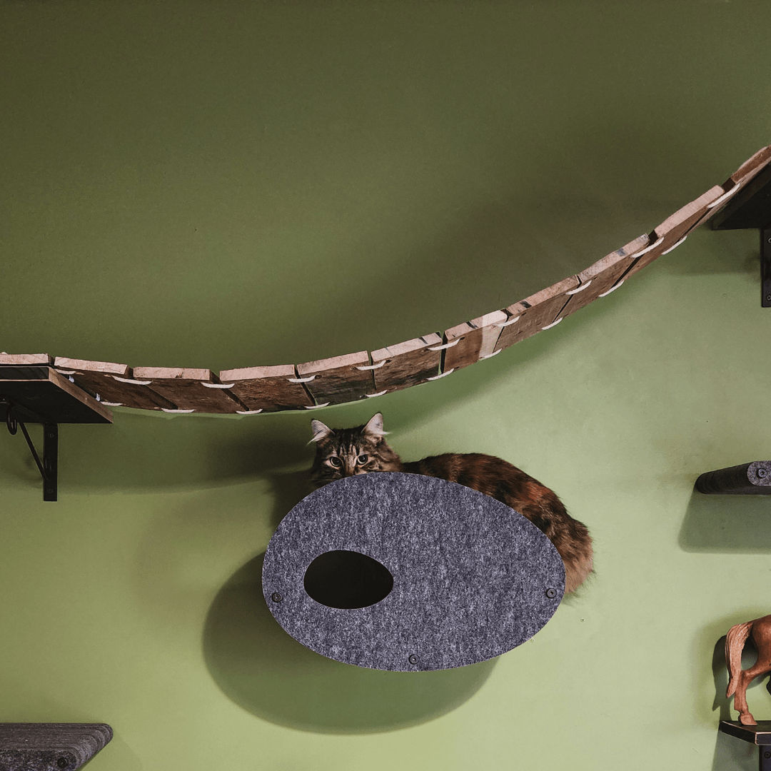 How to Build a Cat Climbing Bridge Playground in Your Living Room - Pryde Pets | prydepets.com