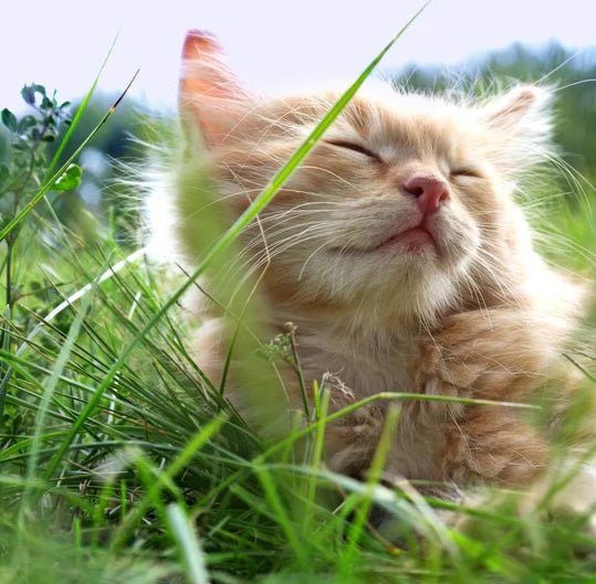Sustainability of Pryde Pets Products and Why It Is Important To Your Cat - Pryde Pets | prydepets.com