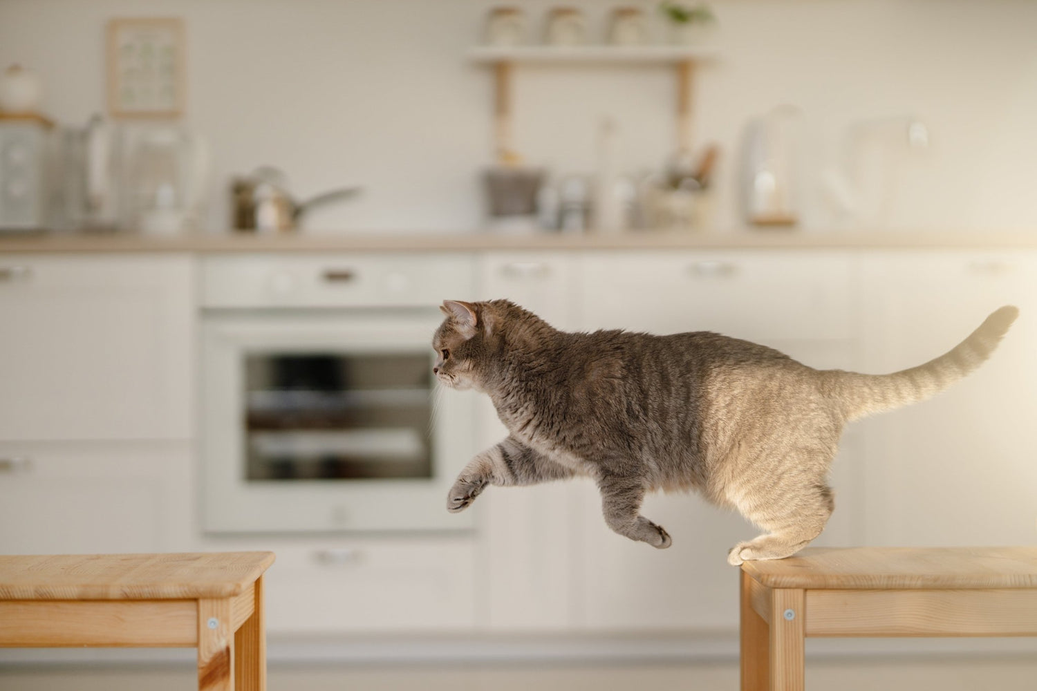 The Best Cat Climbing Shelves for Big Cats (That Won’t Fall Off the Wall) - Pryde Pets | prydepets.com
