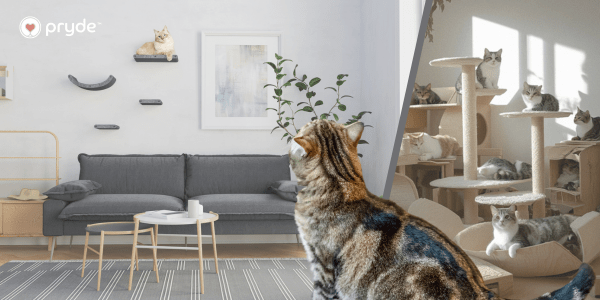 Wall-Mounted Cat Climber vs Freestanding: What Should You Choose? - Pryde Pets | prydepets.com