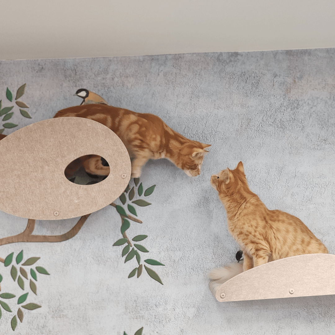 Wesley & Ginny, How Two Clinic Cats Found Their Purr-fect Playground - Pryde Pets | prydepets.com