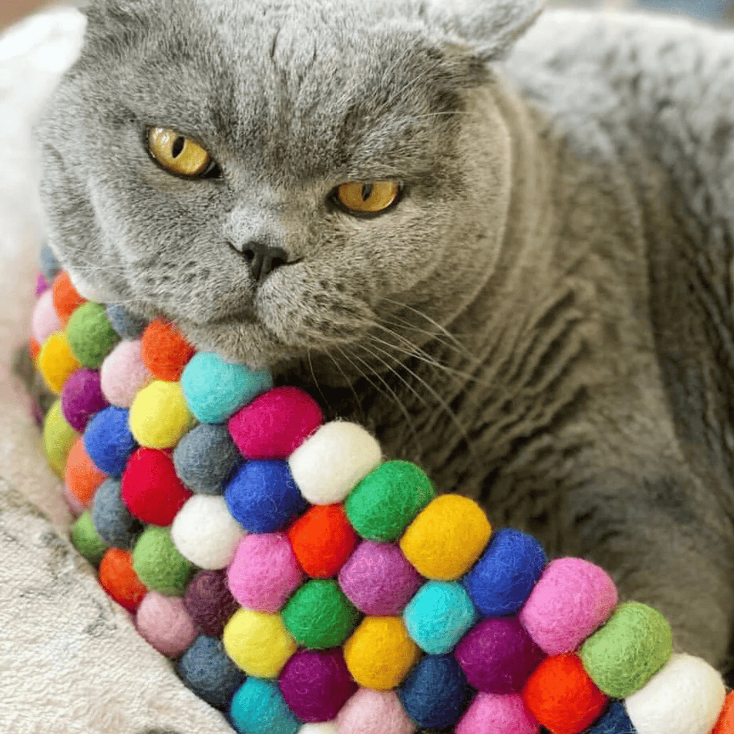 What happens if your cat is not enriched - why depression/boredom is a problem to solve - Pryde Pets | prydepets.com
