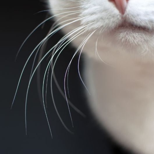 Whisker Fatigue: What Every Cat Parent Needs to Know - Pryde Pets | prydepets.com