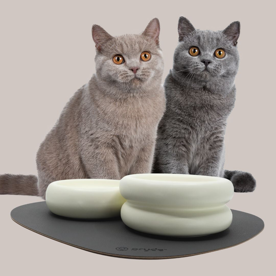 cats sitting at dining bowls