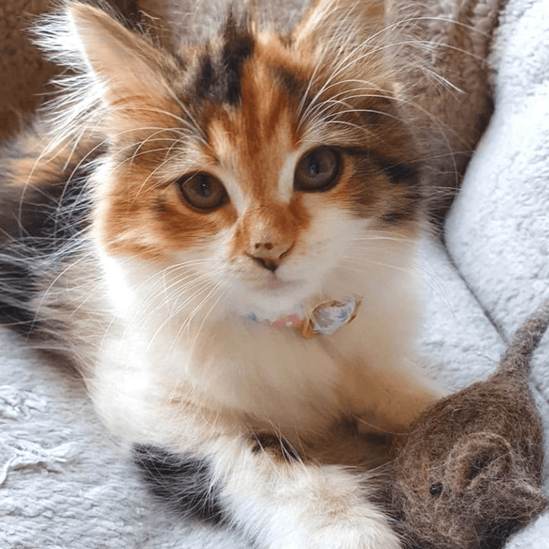 Handmade Felt Mouse Toy - Brown - Pryde Pets | prydepets.com
